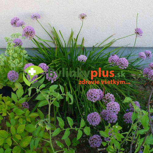 Pažítka sibírska – Allium nutans L. / živá bylinka, rastlinka v kvetináči Pažítka sibírska – Allium nutans L. / živá bylinka, rastlinka v kvetináči